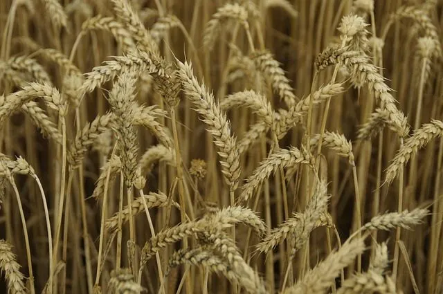 семена озимой пшеницы станичная,золушка в Зернограде