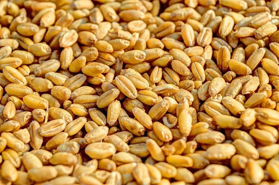 фотография продукта Семена Озимой пшеницы Конкурент,Курень