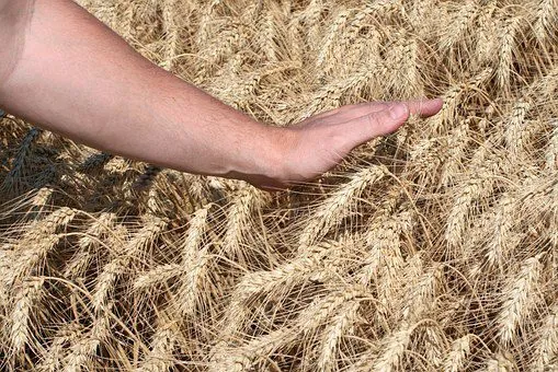семена озимой пшеницы табор в Зернограде