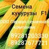 семена кукурузы  в Ростове-на-Дону и Ростовской области