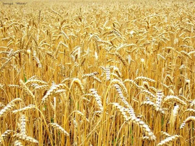 фотография продукта Пшеница яровая твердая семена