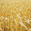 пшеница яровая твердая семена в Ростове-на-Дону