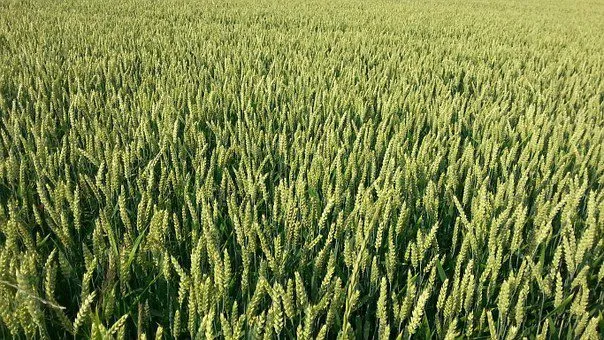 фотография продукта Семена Озимой пшеницы:Таня, Безостая 100