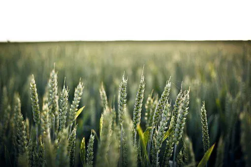 фотография продукта Семена Озимой пшеницы:Алексеич, Гром,Юка