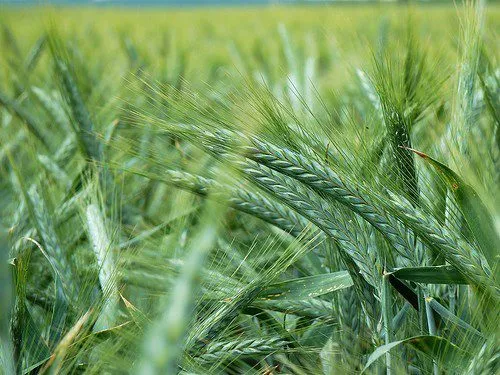пшеница  яровая семена курьер велена в Ростове-на-Дону и Ростовской области