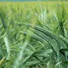 пшеница  яровая семена курьер велена в Ростове-на-Дону и Ростовской области