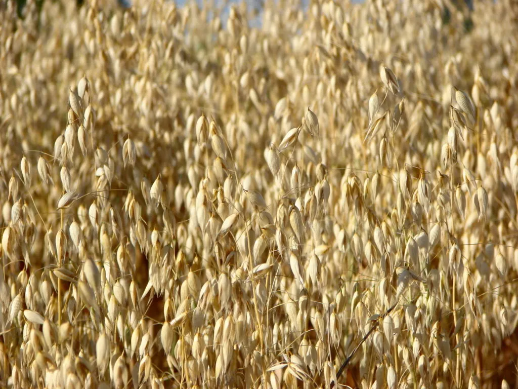 семена овса ярового в Зернограде