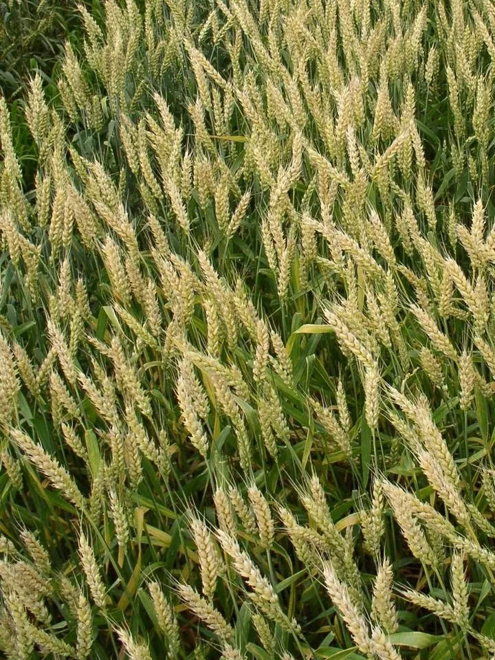семена озимой пшеницы сорт Гром РС1 в Зернограде