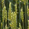 семена пшеницы озимой:безостая100,маркиз в Ростове-на-Дону и Ростовской области