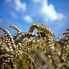семена пшеницы озимой:алексеич,гром,юка, в Зернограде