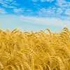 семена пшеницы озимой: жива,юбилейная100 в Зернограде