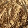 семена озимой пшеницы сорт Краса Дона ЭС в Ростове-на-Дону и Ростовской области