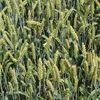 семена озимой пшеницы сорт стан эс/рс1 в Ростове-на-Дону и Ростовской области