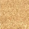 семена озимой пшеницы капризуля эс в Ростове-на-Дону и Ростовской области 2