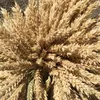семена озимой мягкой пшеницы Таня РС1. в Ростове-на-Дону и Ростовской области