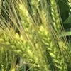 семена озимой  пшеницы ермак эс/рс1/рс2 в Ростове-на-Дону и Ростовской области