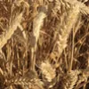 семена озимой мягк пшеницы краса дона эс в Ростове-на-Дону и Ростовской области