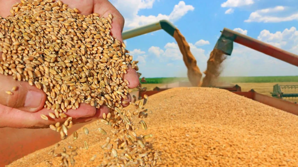 фотография продукта Пшеницу фуражную с доставкой