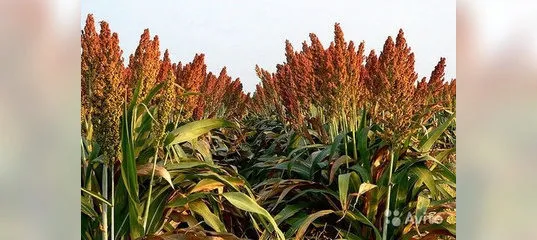 фотография продукта Семена костреца, суданской травы