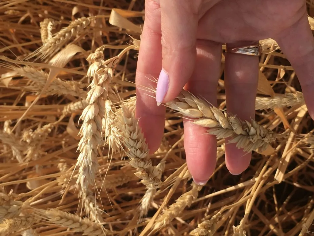 фотография продукта Семена  пшеницы этюд, одари, шеф, юка 