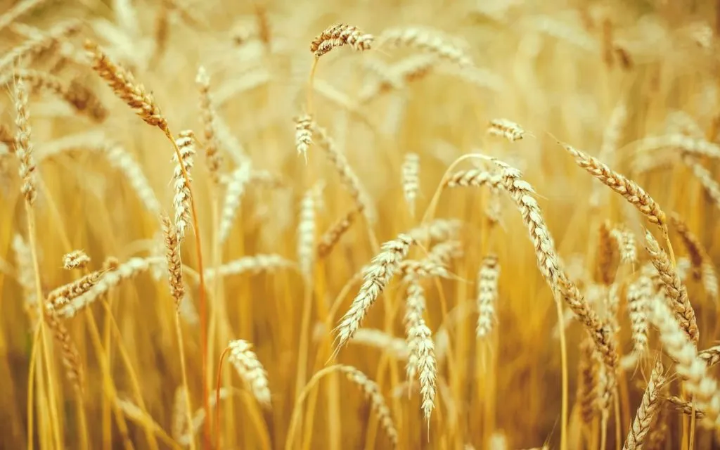 фотография продукта Пшеница фураж в ЮФО