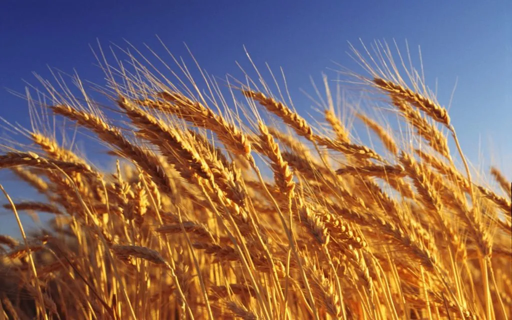 фотография продукта Пшеницу 4 класс в ЮФО