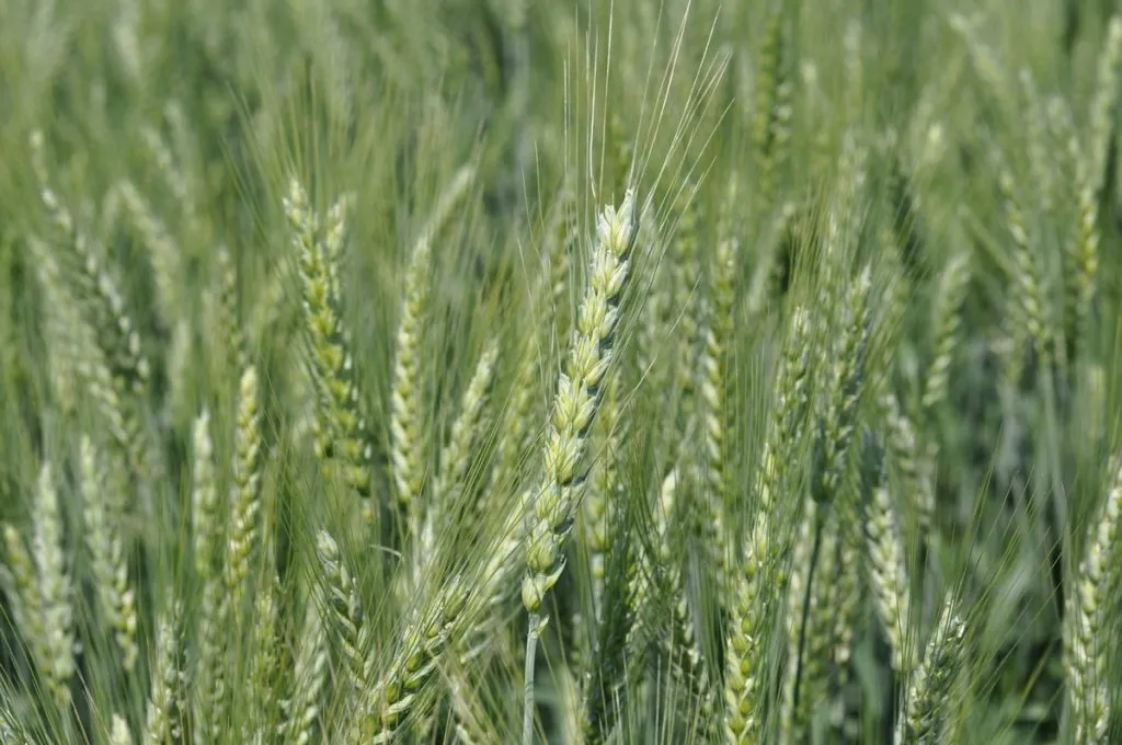 фотография продукта Семена озимой пшеницы Эс, Гром,алексеич