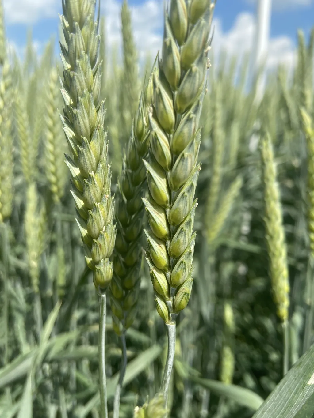 семена озимой пшеницы эс/рс1\рс2 в Зернограде