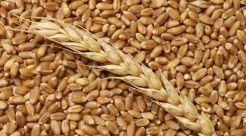  пшеница 100 тонн  в Ростове-на-Дону и Ростовской области