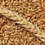  пшеница 100 тонн  в Ростове-на-Дону и Ростовской области