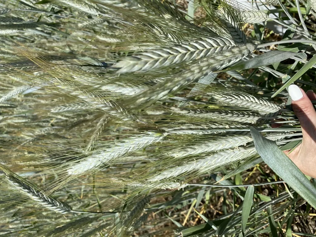 семена озимого тритикале тихон хлебороб в Зернограде