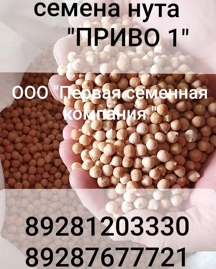 семена нута приво1, волжанин. в Ростове-на-Дону и Ростовской области