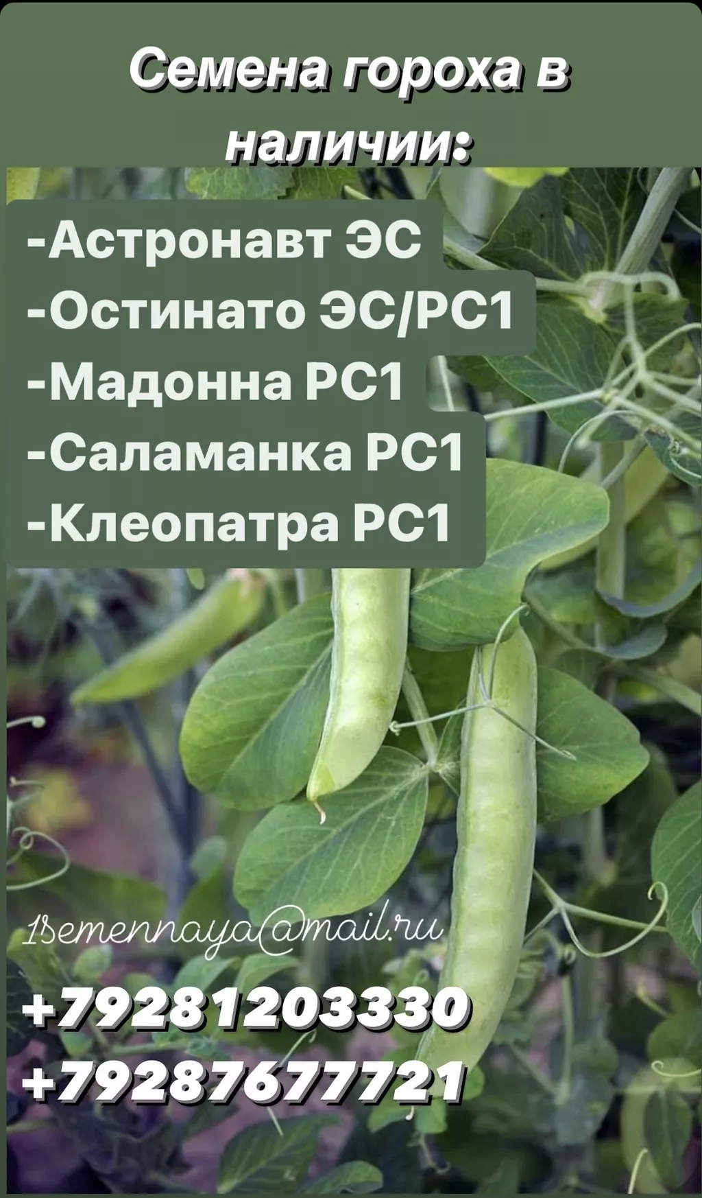 семена гороха болдор, иванна, готик в Ростове-на-Дону и Ростовской области