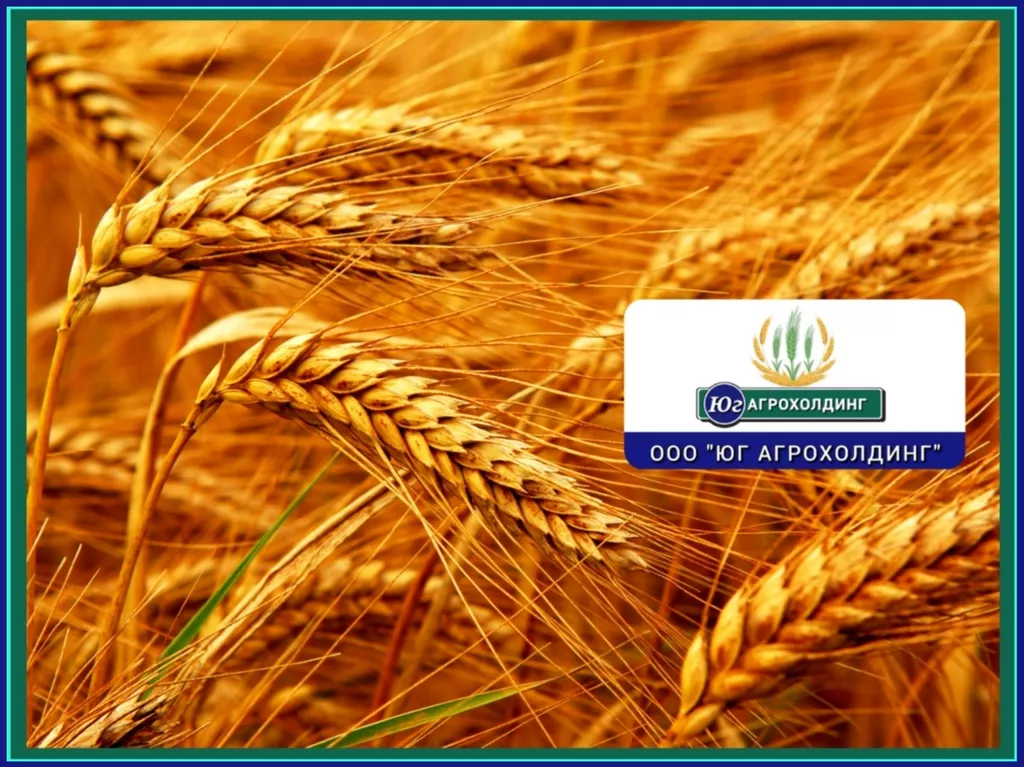 закупаем пшеницу 3,4,5 класс. от 500 тн. в Ростове-на-Дону и Ростовской области
