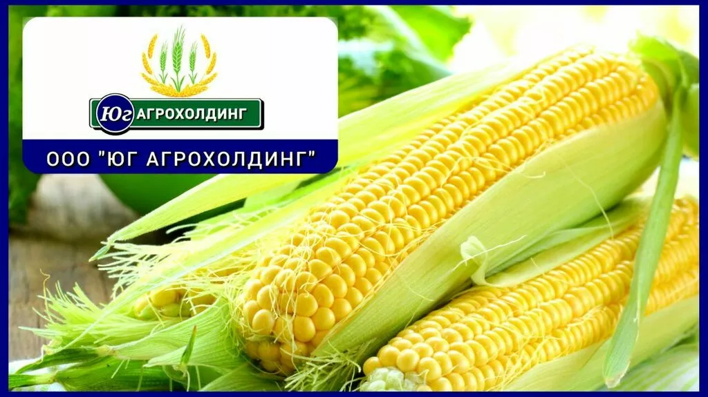 кукуруза в Ростове-на-Дону и Ростовской области
