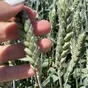 семена пшеницы озимой купить агрофак100 в Ростове-на-Дону и Ростовской области 2