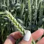 семена пшеницы озимой купить акапелла в Ростове-на-Дону и Ростовской области