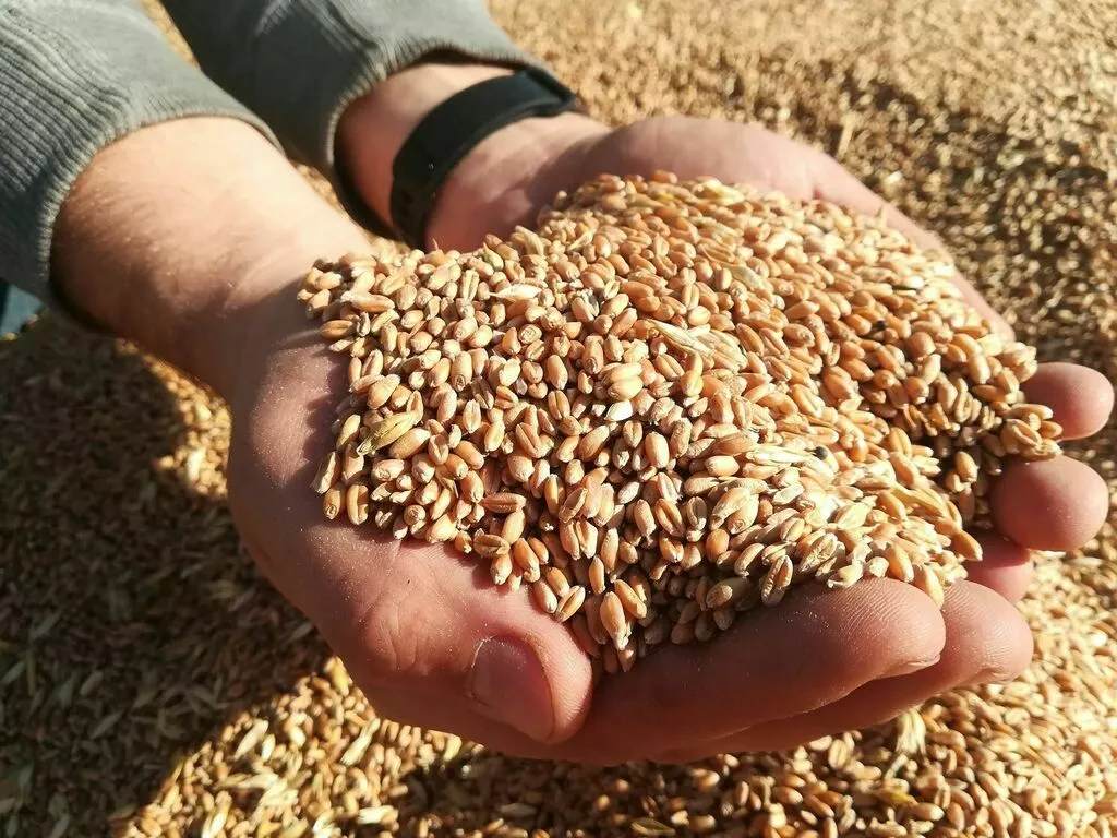 фотография продукта Пшеницу дорого, предоплата!