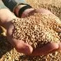 пшеницу дорого, предоплата! в Ростове-на-Дону