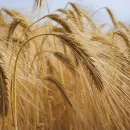 Первый миллион тонн зерновых собрали в Ростовской области