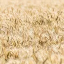 Закрома Ростовской области наполняют качественным зерном и проверяют на пестициды