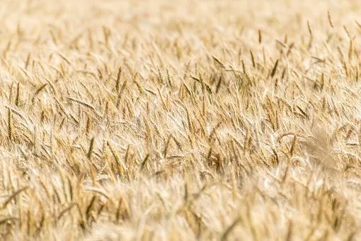 Закрома Ростовской области наполняют качественным зерном и проверяют на пестициды