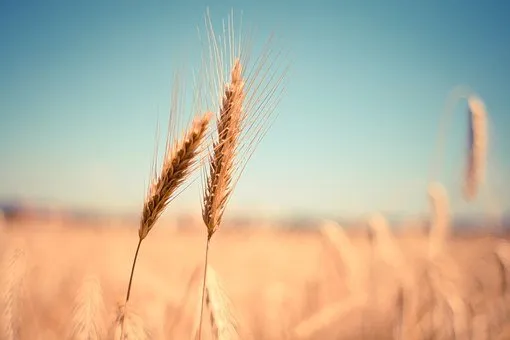 Ростовская область заявила о небывалом урожае ранних зерновых в 2021 году