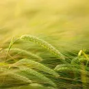 Урожай ранних зерновых вырос в Ростовской области вырос на 8% в 2021 году – Василий Голубев