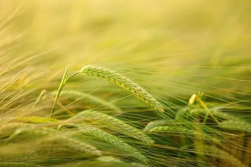 Урожай ранних зерновых вырос в Ростовской области вырос на 8% в 2021 году – Василий Голубев 