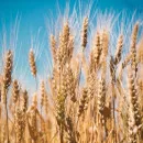 Ажиотажный спрос на российское зерно сыграл в пользу агроэкспорта Ростовской области