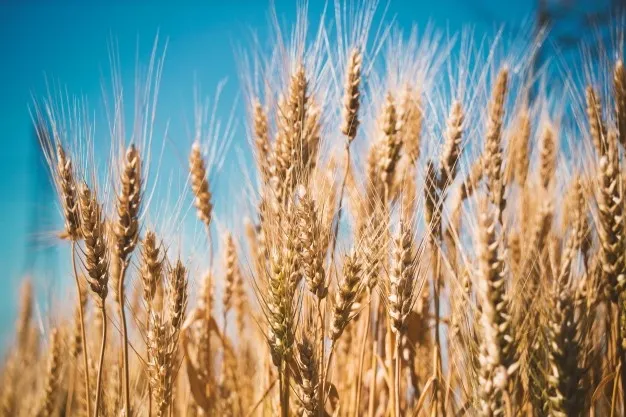 Ажиотажный спрос на российское зерно сыграл в пользу агроэкспорта Ростовской области