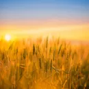 Пожар в Ростовской области уничтожил семь гектаров пшеничного поля