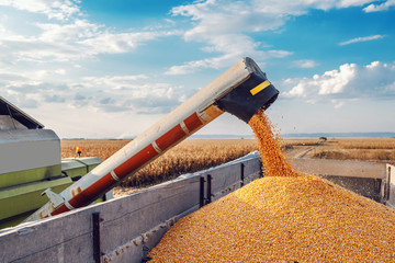 На Дону с трети уборочных площадей собрано более 4 млн тонн зерна нового урожая 