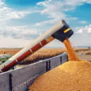 На Дону с трети уборочных площадей собрано более 4 млн тонн зерна нового урожая